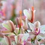 NR1100 in kas dichtbij