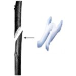 SK1000 stent + steel