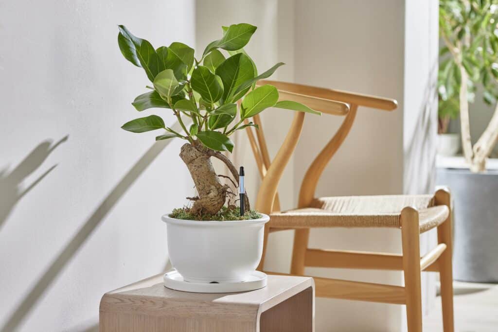 Water meter for a plant