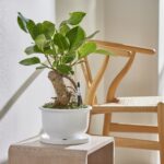 Water meter for a plant